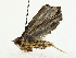  ( - BIOUG80159-B01)  @11 [ ] CreativeCommons - Attribution (2022) CBG Photography Group Centre for Biodiversity Genomics