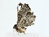  ( - BIOUG80159-F04)  @11 [ ] CreativeCommons - Attribution (2022) CBG Photography Group Centre for Biodiversity Genomics