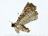  ( - BIOUG80161-A09)  @11 [ ] CreativeCommons - Attribution (2022) CBG Photography Group Centre for Biodiversity Genomics