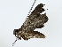  ( - BIOUG80161-F11)  @11 [ ] CreativeCommons - Attribution (2022) CBG Photography Group Centre for Biodiversity Genomics