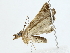  ( - BIOUG80161-G05)  @11 [ ] CreativeCommons - Attribution (2022) CBG Photography Group Centre for Biodiversity Genomics