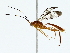  (Orthocentrus Malaise3202 - BIOUG80162-D07)  @11 [ ] CreativeCommons - Attribution (2022) CBG Photography Group Centre for Biodiversity Genomics