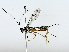  ( - BIOUG80177-G12)  @11 [ ] CreativeCommons - Attribution (2022) CBG Photography Group Centre for Biodiversity Genomics