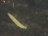  ( - CRUB UNCOPA MON LS PAT 0001)  @11 [ ] Copyright (2013) MACN Museo Argentino de Ciencias Naturales "Bernardino Rivadavia"