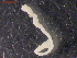  (Proteocephalinae - CRUB UNCOPA CE LS PAT 0018)  @11 [ ] Copyright (2013) MACN Museo Argentino de Ciencias Naturales "Bernardino Rivadavia"