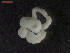  (Zygobothriinae - CRUB UNCOPA CE LS PAT 0024)  @11 [ ] Copyright (2013) MACN Museo Argentino de Ciencias Naturales "Bernardino Rivadavia"