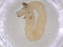  ( - BCS-ILTV-44759-G12)  @11 [ ] CreativeCommons - Attribution Share-Alike (2023) Centre for Biodiversity Genomics Centre for Biodiversity Genomics