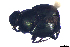  ( - CRY071)  @11 [ ] CreativeCommons  Attribution Share-Alike (by-sa) (2016) Colección de Insectos El Colegio de la Frontera Sur, Unidad Tapachula