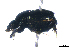  ( - CRY071)  @11 [ ] CreativeCommons  Attribution Share-Alike (by-sa) (2016) Colección de Insectos El Colegio de la Frontera Sur, Unidad Tapachula