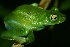  (Hypsiboas pellucens - VD029)  @11 [ ] Copyright (2011) CORBIDI Centro de Ornitologia y Biodiversidad