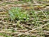  ( - YC-120)  @11 [ ] Copyright (2011) CORBIDI Centro de Ornitologia y Biodiversidad