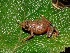  (Gastrotheca griswoldi - YC-131)  @11 [ ] Copyright (2011) CORBIDI Centro de Ornitologia y Biodiversidad