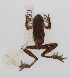  ( - YC-197)  @11 [ ] Copyright (2011) CORBIDI Centro de Ornitologia y Biodiversidad