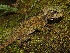  (Bolitoglossa altamazonica - YC-79)  @11 [ ] Copyright (2011) CORBIDI Centro de Ornitologia y Biodiversidad