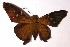  (Epargyreus Burns10 - 00-SRNP-21793)  @15 [ ] CreativeCommons - Attribution Non-Commercial Share-Alike (2004) Unspecified Guanacaste Dry Forest Conservation Fund