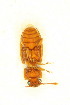  ( - FHI-020)  @12 [ ] Unspecified (default): All Rights Reserved  Unspecified Unspecified