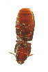  (Tenebroides mauritanicus - FHI-055)  @11 [ ] Unspecified (default): All Rights Reserved  Unspecified Unspecified