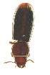  ( - FHI-056)  @11 [ ] Unspecified (default): All Rights Reserved  Unspecified Unspecified
