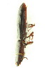  ( - FHI-056)  @11 [ ] Unspecified (default): All Rights Reserved  Unspecified Unspecified