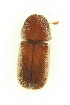  ( - FHI-065)  @12 [ ] Unspecified (default): All Rights Reserved  Unspecified Unspecified