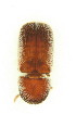  ( - FHI-066)  @11 [ ] Unspecified (default): All Rights Reserved  Unspecified Unspecified