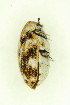  ( - FHI-073)  @11 [ ] Unspecified (default): All Rights Reserved  Unspecified Unspecified