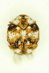  (Anthrenus vorax - FHI-075)  @13 [ ] Unspecified (default): All Rights Reserved  Unspecified Unspecified
