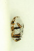  ( - FHI-076)  @11 [ ] Unspecified (default): All Rights Reserved  Unspecified Unspecified