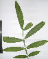  ( - CORBIDI PL T-506)  @11 [ ] Copyright (2010) CORBIDI Centro de Ornitologia y Biodiversidad
