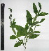  ( - CORBIDI PL T-515)  @11 [ ] Copyright (2010) CORBIDI Centro de Ornitologia y Biodiversidad