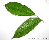  (Protium laxiflorum - CSP01039)  @11 [ ] CreativeCommons - Attribution Non-Commercial Share-Alike (2008) Unspecified Carnegie Institution for Science