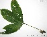  (Hevea guianensis - CSP01040)  @11 [ ] CreativeCommons - Attribution Non-Commercial Share-Alike (2008) Unspecified Carnegie Institution for Science