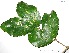  (Combretum assimile - CSP01151)  @11 [ ] CreativeCommons - Attribution Non-Commercial Share-Alike (2008) Unspecified Carnegie Institution for Science