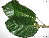  (Hieronyma alchorneoides - CSP01221)  @11 [ ] CreativeCommons - Attribution Non-Commercial Share-Alike (2008) Unspecified Carnegie Institution for Science