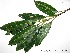  (Sapium glandulosum - CSP01282)  @11 [ ] CreativeCommons - Attribution Non-Commercial Share-Alike (2008) Unspecified Carnegie Institution for Science