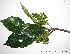  (Hieronyma duquei - CSP01299)  @11 [ ] CreativeCommons - Attribution Non-Commercial Share-Alike (2008) Unspecified Carnegie Institution for Science