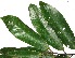  (Guatteria ucayalina - CSP01375)  @11 [ ] CreativeCommons - Attribution Non-Commercial Share-Alike (2008) Unspecified Carnegie Institution for Science