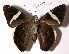  (Cecropterus longipennis - 01-SRNP-2960)  @14 [ ] CreativeCommons - Attribution Non-Commercial Share-Alike (2004) Unspecified Guanacaste Dry Forest Conservation Fund