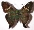  (Aguna coeloides - 03-SRNP-20160)  @15 [ ] CreativeCommons - Attribution Non-Commercial Share-Alike (2004) Unspecified Guanacaste Dry Forest Conservation Fund