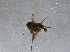  ( - BIOUG11791-G03)  @12 [ ] CreativeCommons - Attribution (2014) CBG Photography Group Centre for Biodiversity Genomics