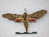  ( - CNC-CSSph0088)  @14 [ ] Copyright (2010) Unspecified Canadian National Collection of Insects, Arachnids and Nematodes
