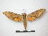  ( - CNC-CSSph0089)  @14 [ ] Copyright (2010) Unspecified Canadian National Collection of Insects, Arachnids and Nematodes