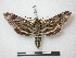  ( - CNC-CSSph0096)  @14 [ ] Copyright (2010) Unspecified Canadian National Collection of Insects, Arachnids and Nematodes