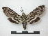  ( - CNC-CSSph0097)  @14 [ ] Copyright (2010) Unspecified Canadian National Collection of Insects, Arachnids and Nematodes