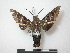  ( - CNC-CSSph0117)  @13 [ ] Copyright (2010) Unspecified Canadian National Collection of Insects, Arachnids and Nematodes