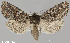 (Orthosia segregata - CHLC0013)  @15 [ ] Copyright (2020) Chuck Harp Colorado State University