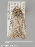  (Sympistis nr. intuda - CHLC0024)  @11 [ ] Copyright (2020) Chuck Harp Colorado State University