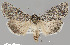  (Sympistis nr. major - CHLC0032)  @11 [ ] Copyright (2020) Chuck Harp Colorado State University