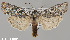  (Lithophane nr. torrida - CHLC0047)  @11 [ ] Copyright (2020) Chuck Harp Colorado State University