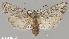  (Lithophane nr. itata - CHLC0055)  @11 [ ] Copyright (2020) Chuck Harp Colorado State University